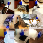 Cat Scratcher Massager for Cats Scratching Pets Brush Remove Hair Comb Grooming Table Dogs Kitten Care Royal Canin Accessories - Imagen 3